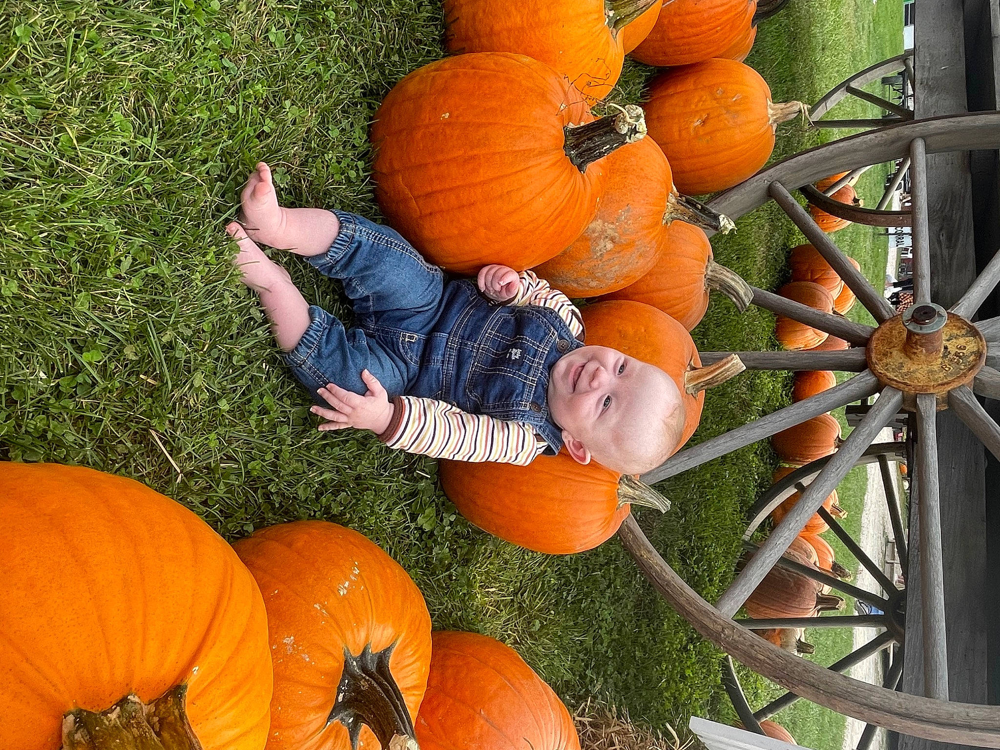 Legend is registered to the contest to win money with this photo: _and_melon_family, _gourd, agriculture, botany, calabaza, cucumber, cucurbita, fruit, gourd, grass, leaf, local_food, natural_foods, orange, person, plant, produce, pumpkin, squash, superfood