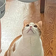Alex joined the competition — help win amazing prizes! cat, domestic_animal, ears, eyes, feeding_station, food_bowl, funny, furniture, hand, hungry, indoor, looking_up, nose, orange_and_white, pet, portrait, sitting, water_bowl, whiskers, wooden_floor