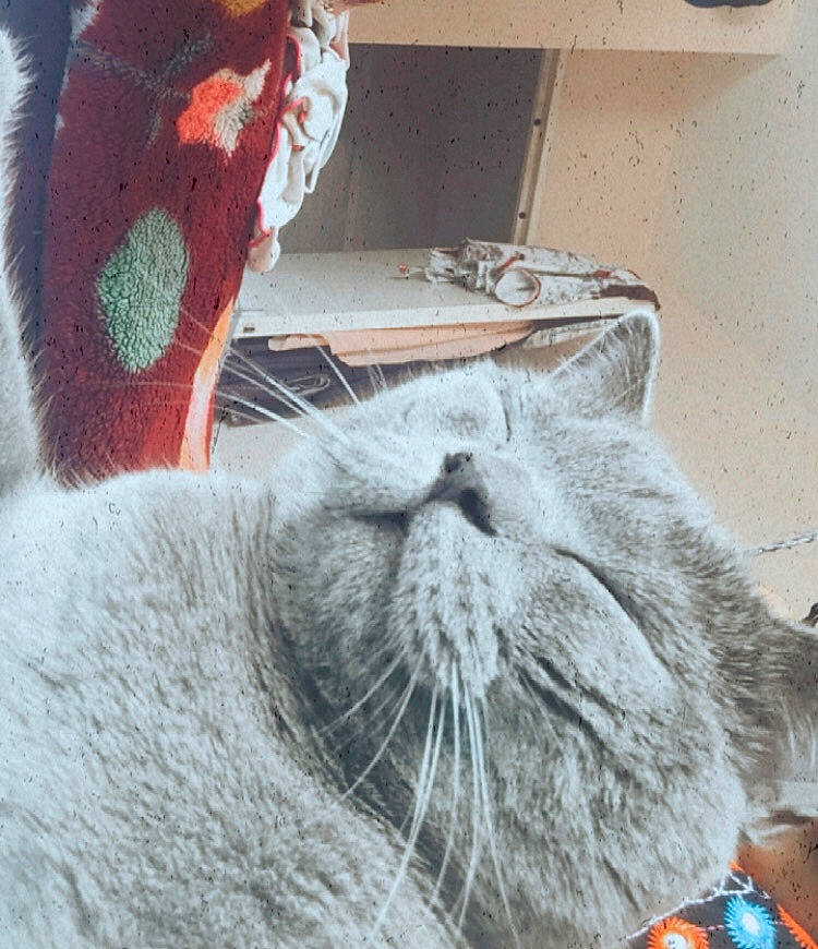 Bambi a rejoint le concours — aidez-le/la à gagner de superbes lots ! british_shorthair, carnivore, cat, chartreux, collar, domestic_short_haired_cat, felidae, fur, grey, pet_supply, russian_blue, small_to_medium_sized_cats, snout, vertebrate, whiskers