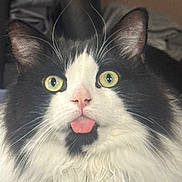 Ozzy is registered to the contest to win money with this photo: cat, black_and_white, fluffy, long_hair, tongue_out, yellow_eyes, whiskers, close_up, pet, cute, playful, animal, feline, domestic_cat, face, fur, indoor, portrait, expression, adorable