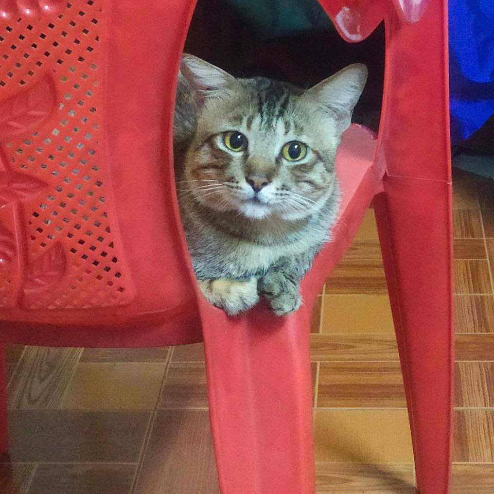 John Saw is registered to the contest to win money with this photo: animal, cat, curious, cute, domestic_cat, ears, feline, floor, fur, household, indoor, looking, pet, plastic_chair, red_chair, resting, sitting, tabby_cat, whiskers, wooden_floor