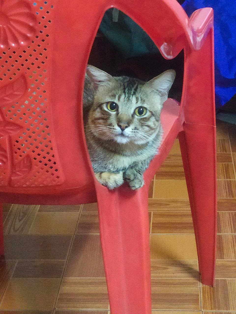 John Saw is registered to the contest to win money with this photo: animal, cat, curious, cute, domestic_cat, ears, feline, floor, fur, household, indoor, looking, pet, plastic_chair, red_chair, resting, sitting, tabby_cat, whiskers, wooden_floor