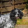 Djungo a rejoint le concours — aidez-le/la à gagner de superbes lots ! dog, spaniel, black_and_white, curly_fur, outdoor, sunlight, happy, animal, pet, fence, grass, nature, portrait, canine, muzzle, ears, friendly, looking, tongue, smiling