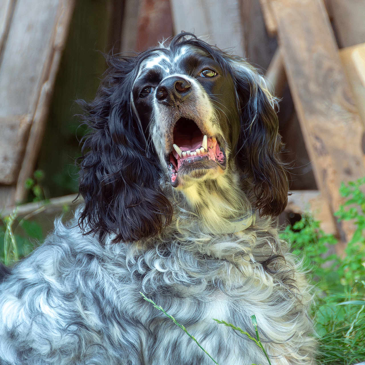 Djungo a rejoint le concours — aidez-le/la à gagner de superbes lots ! dog, black_and_white, curly_fur, outdoor, grass, wood, pet, canine, animal, nature, fur, portrait, sitting, tongue, mouth_open, ears, eyes, snout, relaxed, daylight