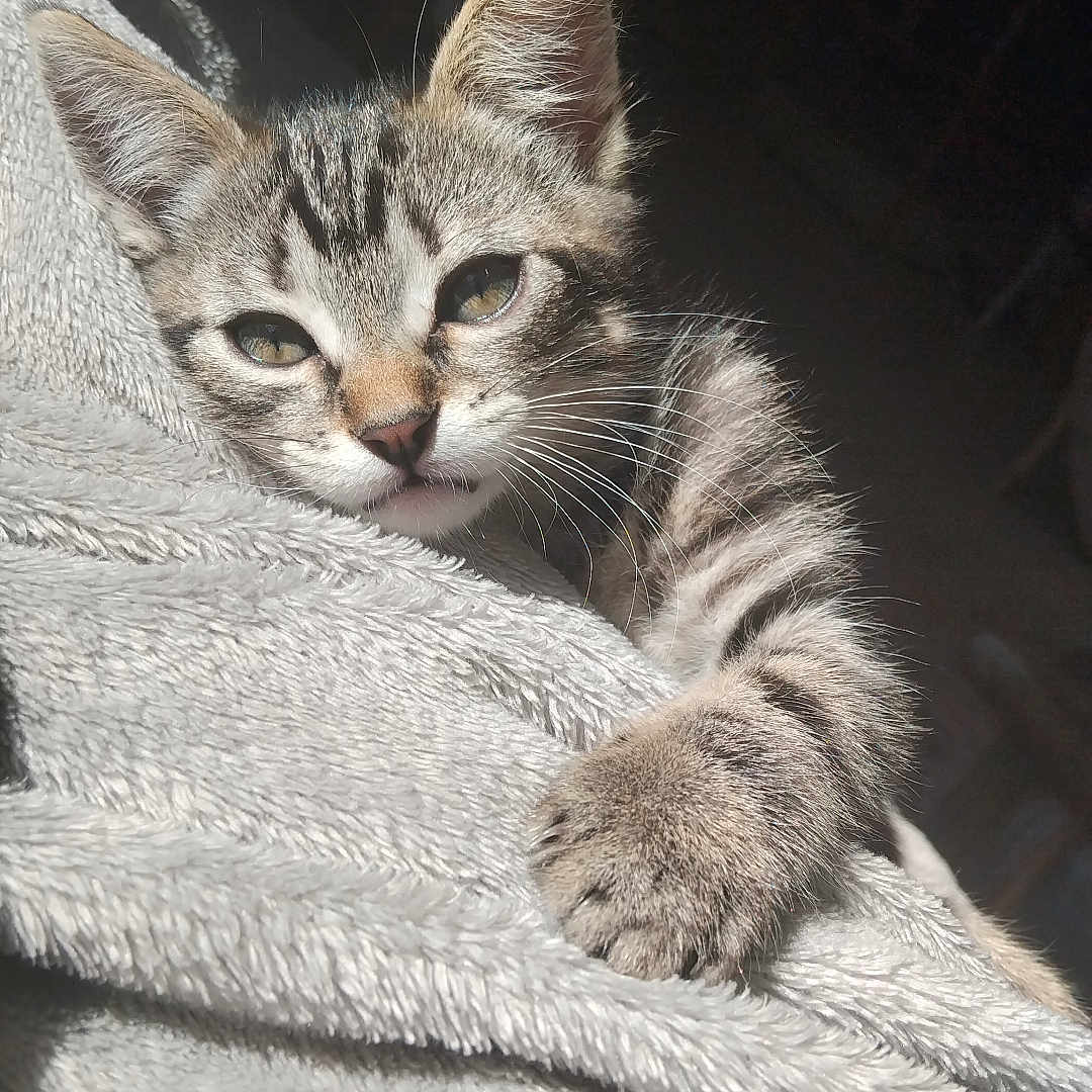 Roméo a rejoint le concours — aidez-le/la à gagner de superbes lots ! adorable, animal, blanket, cat, closeup, comfort, cozy, cute, feline, fur, indoor, kitten, paw, pet, relaxed, resting, sleepy, soft, sunlight, whiskers