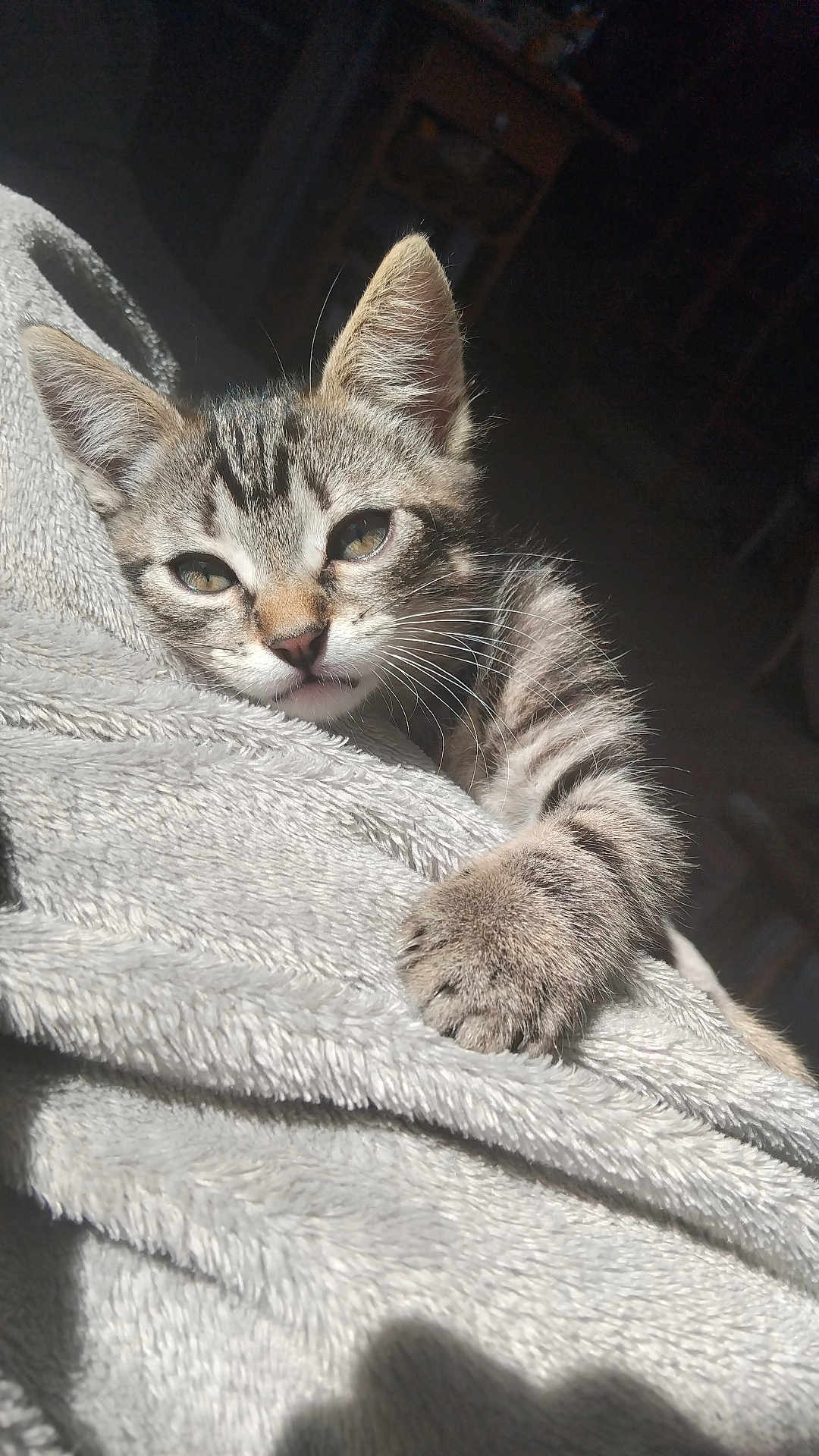 Roméo a rejoint le concours — aidez-le/la à gagner de superbes lots ! adorable, animal, blanket, cat, closeup, comfort, cozy, cute, feline, fur, indoor, kitten, paw, pet, relaxed, resting, sleepy, soft, sunlight, whiskers
