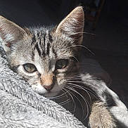 Roméo a rejoint le concours — aidez-le/la à gagner de superbes lots ! animal, blanket, cat, closeup, cozy, cute, ears, feline, fur, indoor, kitten, paw, peaceful, pet, resting, soft, sunlight, tabby, whiskers, young