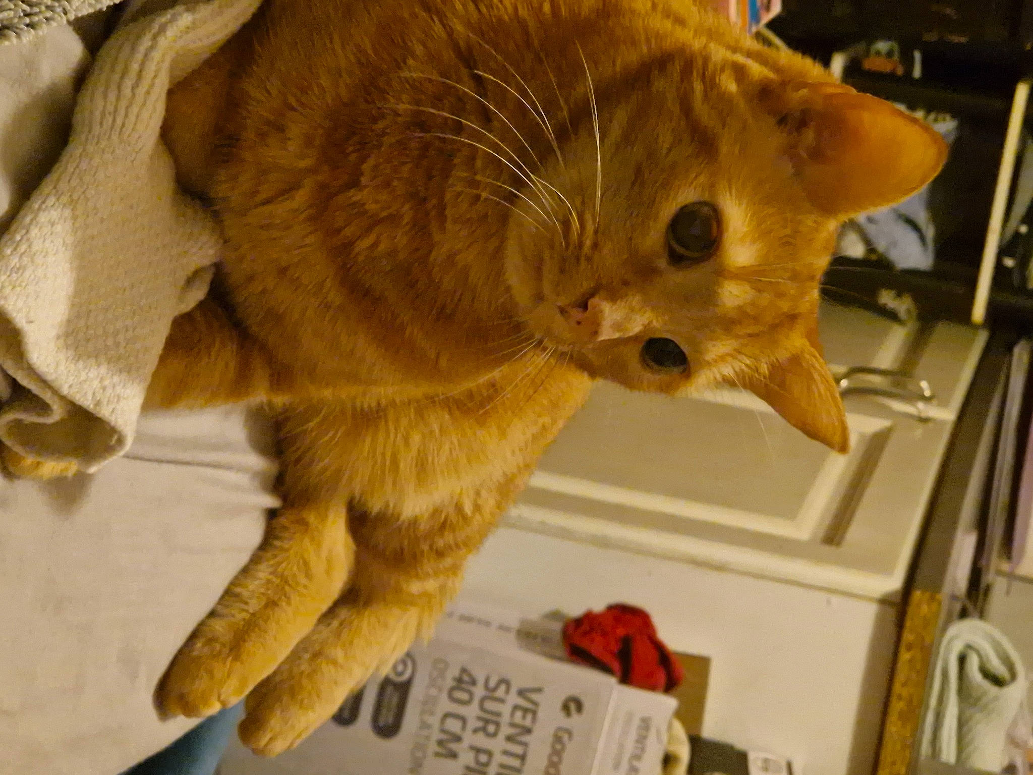 Maxou a rejoint le concours — aidez-le/la à gagner de superbes lots ! carnivore, cat, claw, computer_keyboard, domestic_short_haired_cat, fawn, felidae, fur, gesture, paw, small_to_medium_sized_cats, snout, tail, terrestrial_animal, whiskers