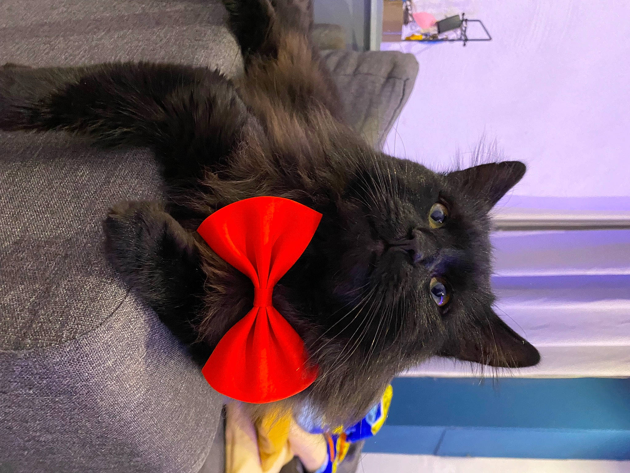 Tongue a rejoint le concours — aidez-le/la à gagner de superbes lots ! art, black_cat, canidae, carmine, carnivore, cat, claw, costume_accessory, dog_breed, domestic_short_haired_cat, fashion_accessory, feather, felidae, fur, hat, small_to_medium_sized_cats, snout, tail, whiskers, wing