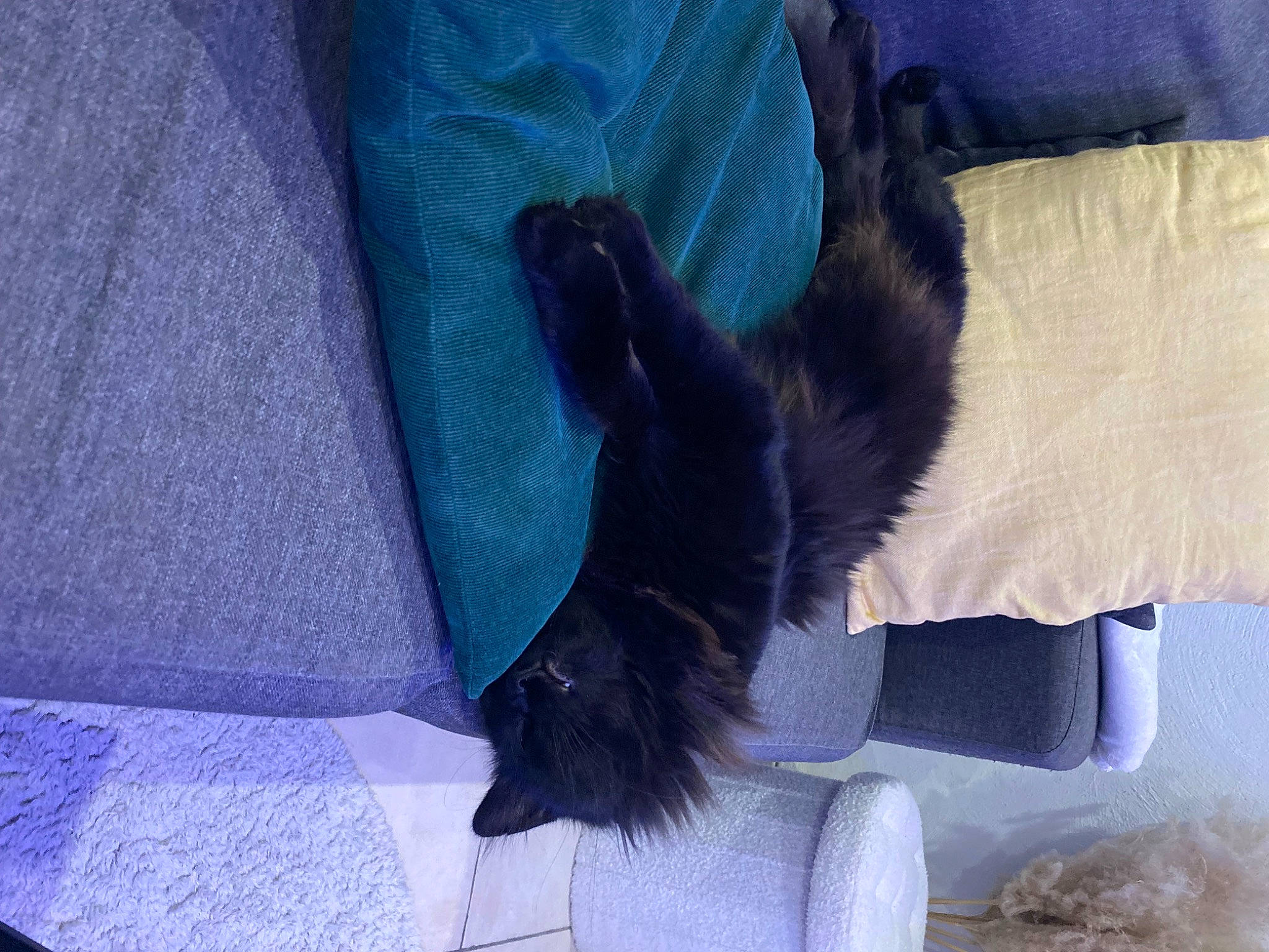 Tongue a rejoint le concours — aidez-le/la à gagner de superbes lots ! blue, canidae, carnivore, comfort, companion_dog, couch, dog, dog_breed, electric_blue, felidae, foot, fur, human_leg, nap, natural_material, small_to_medium_sized_cats, sporting_group, tail, whiskers, working_animal