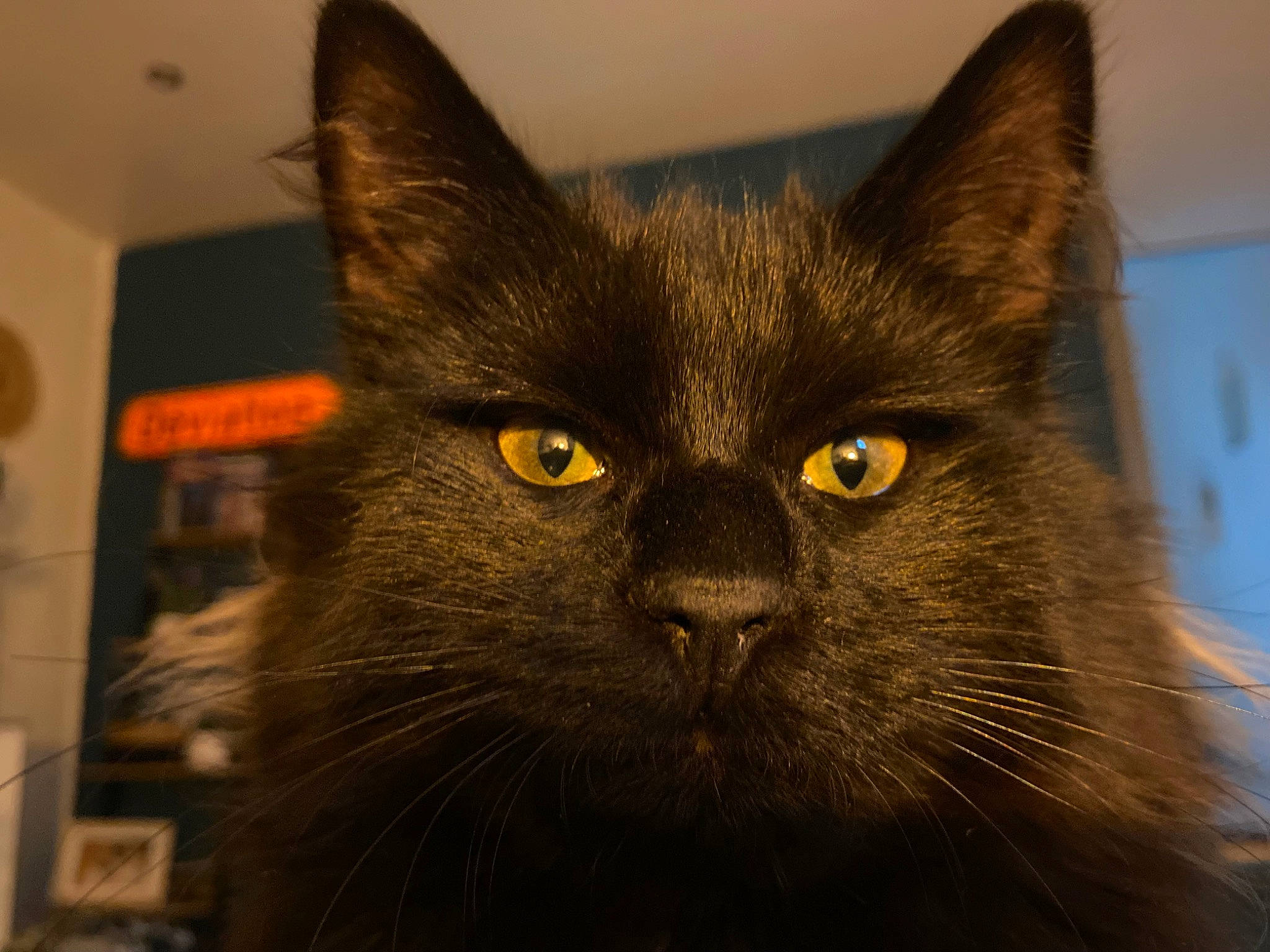 Tongue participe au concours pour gagner de l'argent avec cette photo : black_cat, bombay, carnivore, cat, domestic_short_haired_cat, eye, felidae, fur, head, picture_frame, small_to_medium_sized_cats, snout, terrestrial_animal, whiskers