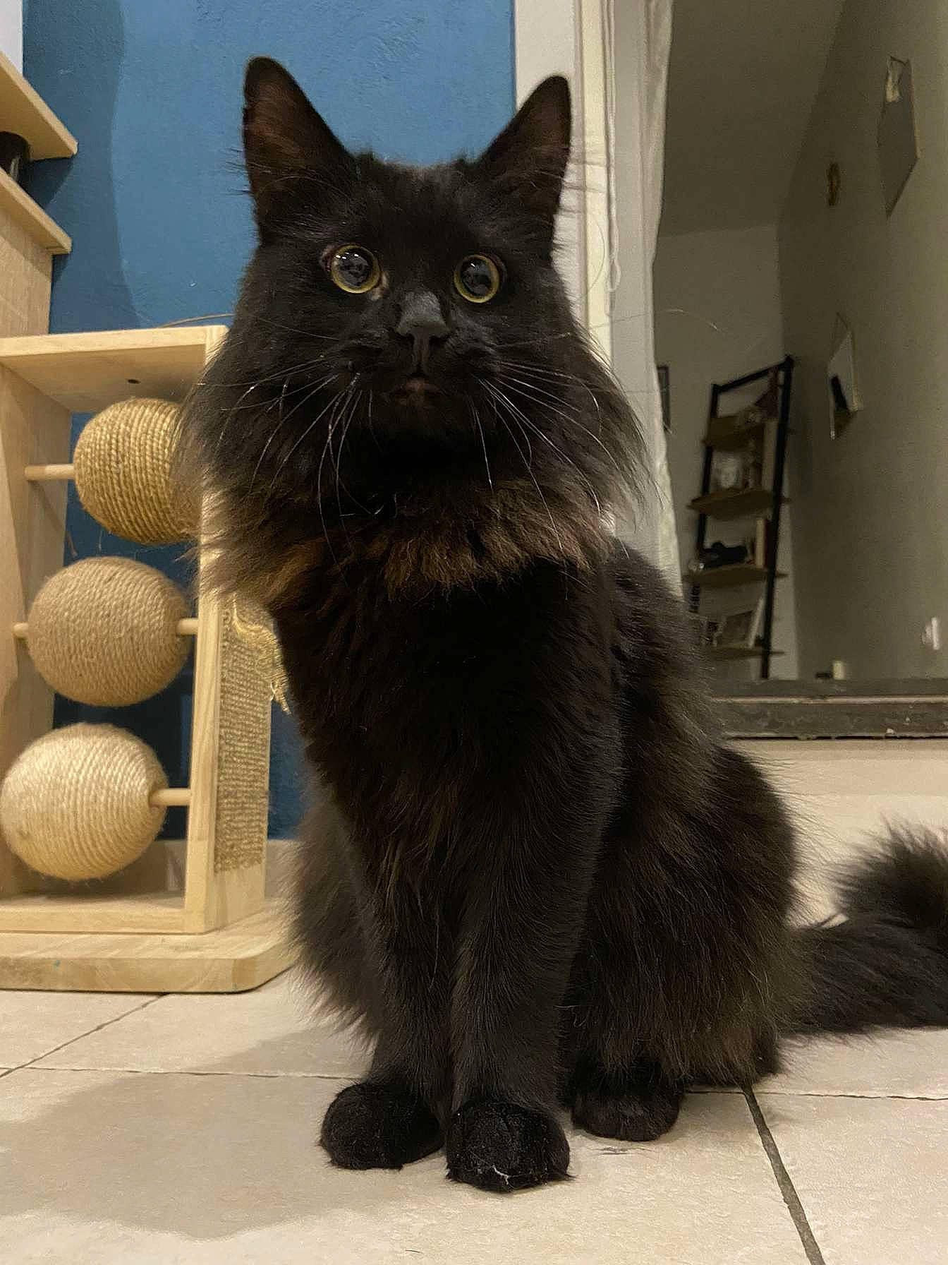 Tongue participe au concours pour gagner de l'argent avec cette photo : automotive_tire, ball, black_cat, british_longhair, carnivore, cat, claw, domestic_short_haired_cat, felidae, flooring, fur, grey, paw, small_to_medium_sized_cats, snout, tail, terrestrial_animal, whiskers, window