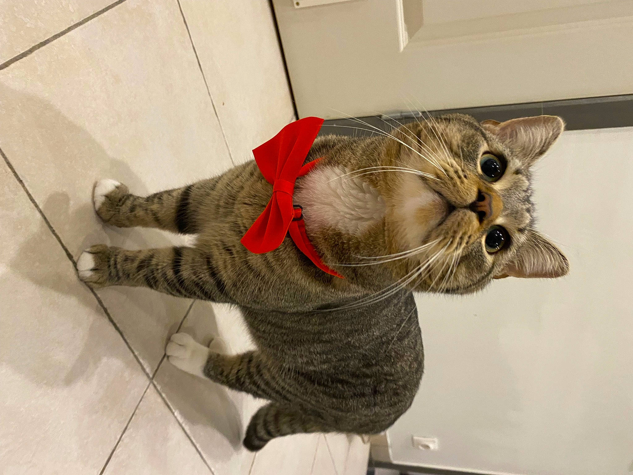 Tétard a rejoint le concours — aidez-le/la à gagner de superbes lots ! art, artifact, canidae, carnivore, cat, claw, domestic_short_haired_cat, fawn, felidae, flooring, fur, glasses, metal, paw, russian_blue, sculpture, small_to_medium_sized_cats, tail, whiskers, wood