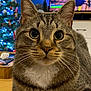 Tétard participe au concours pour gagner de l'argent avec cette photo : animal, background, cat, christmas_tree, close_up, colorful, cozy, decor, domestic_animal, eyes, face, feline, fur, holiday, indoor, lights, pet, tabby, television, whiskers