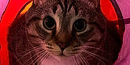 Tétard a rejoint le concours — aidez-le/la à gagner de superbes lots ! animal, cat, closeup, colorful, cozy, curious, cute, domestic, eyes, feline, fur, indoor, paws, pet, portrait, purple, red, tabby, tunnel, whiskers
