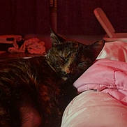 Tiny joined the competition — help win amazing prizes! bed, blanket, cat, close_up, cozy, curtain, dim_lighting, ears, feline, indoor, night, paw, pet, pillow, pink, relaxing, sleeping, soft_texture, tortoiseshell_cat, whiskers