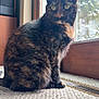 Tiny is registered to the contest to win money with this photo: carpet, cat, closeup, cozy, ears, feline, fur, green_eyes, home_interior, indoor, looking_at_camera, pet, portrait, radiator, sitting, sunlight, tortoiseshell_cat, whiskers, window, wood_window_frame
