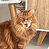 cat, orange_tabby, fluffy_fur, indoor, furniture, wooden_table, decorative_object, floor, pet, animal, whiskers, ears, eyes, mouth_open, tongue, collar, domestic_cat, mammal, cute, companionship