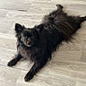 dog, black_dog, pet, animal, fluffy, long_hair, ears, tail, floor, wooden_floor, indoor, laying_down, looking_at_camera, cute, companion, domestic_animal, canine, fur, relaxed, friendly