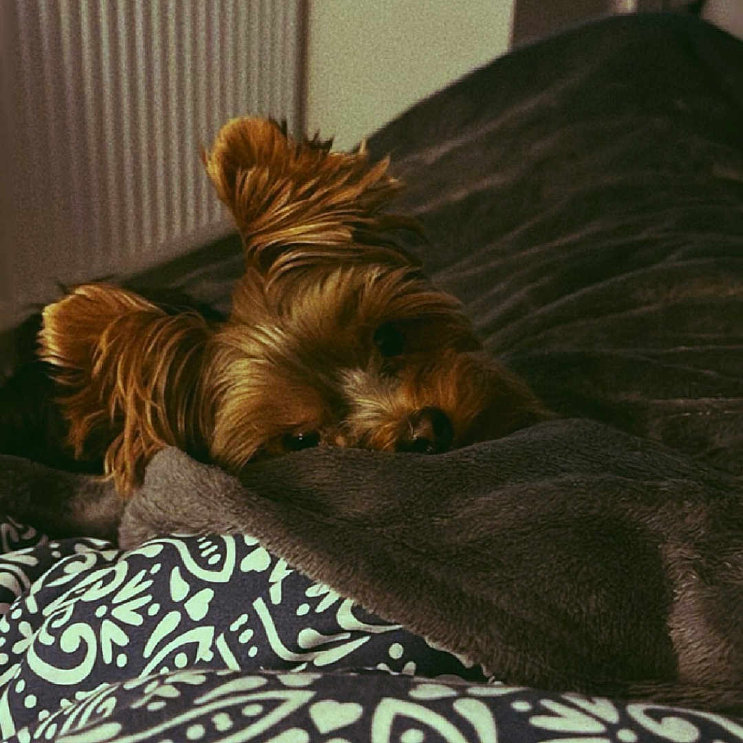 Tao participe au concours pour gagner de l'argent avec cette photo : animal, bed, bedroom, blanket, canine, computerhardware, couch, dog, electronics, furniture, hardware, indoors, interiordesign, monitor, pet, puppy, room, screen, terrier, tv