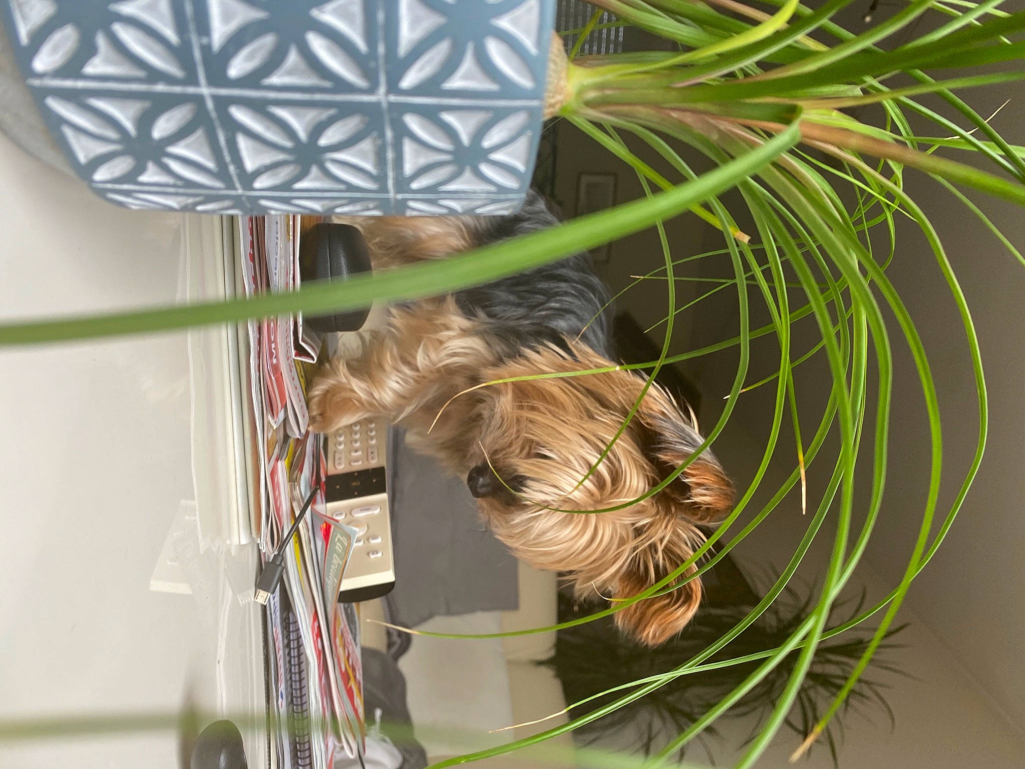 Fidji a rejoint le concours — aidez-le/la à gagner de superbes lots ! flower, plant