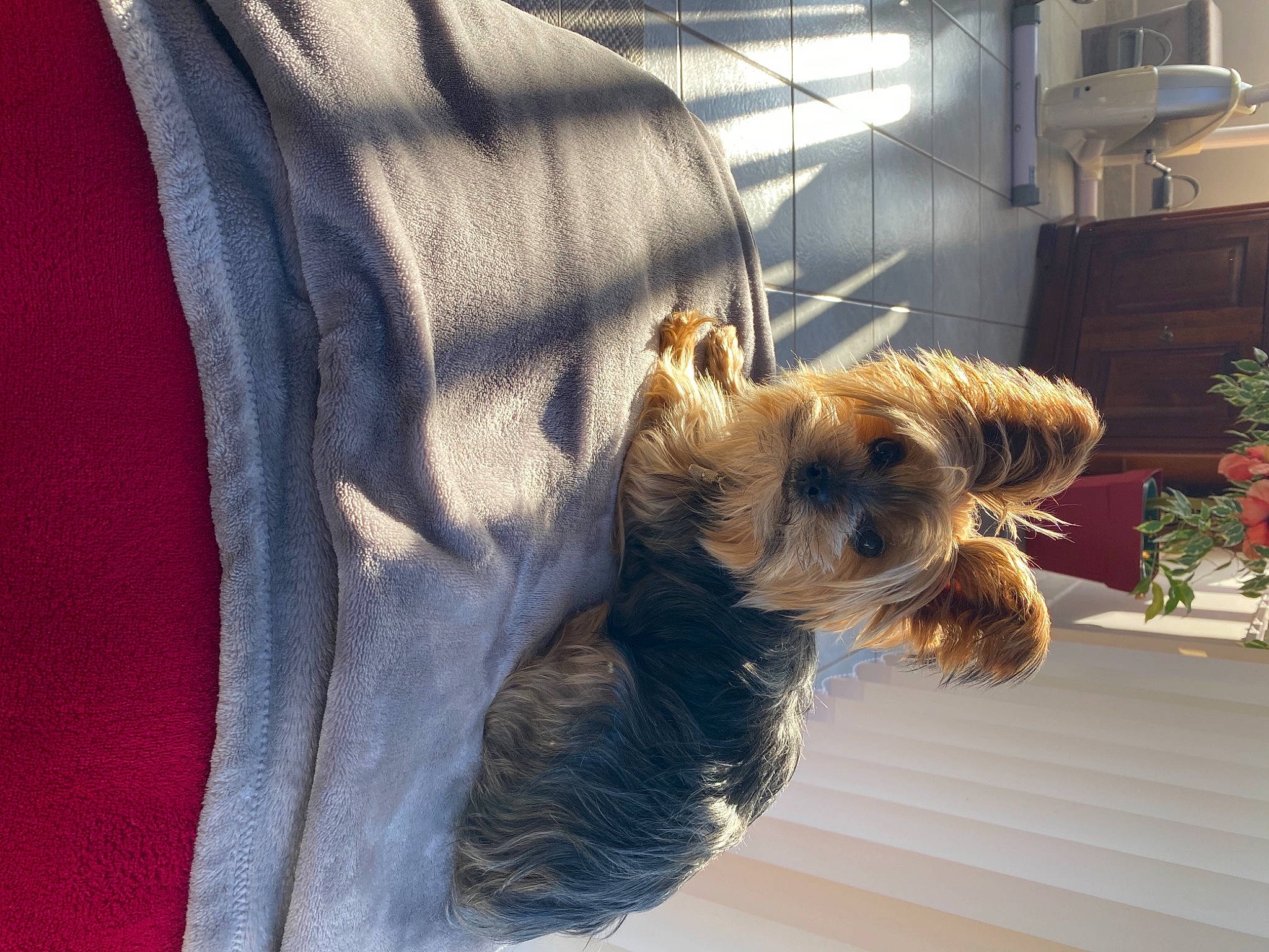 Fidji participe au concours pour gagner de l'argent avec cette photo : australian_silky_terrier, australian_terrier, biewer_terrier, canidae, carnivore, companion_dog, dog, dog_breed, glen_of_imaal_terrier, mammal, morkie, norwich_terrier, small_terrier, sporting_group, sporting_lucas_terrier, terrier, toy_dog, welsh_terrier, yorkshire_terrier