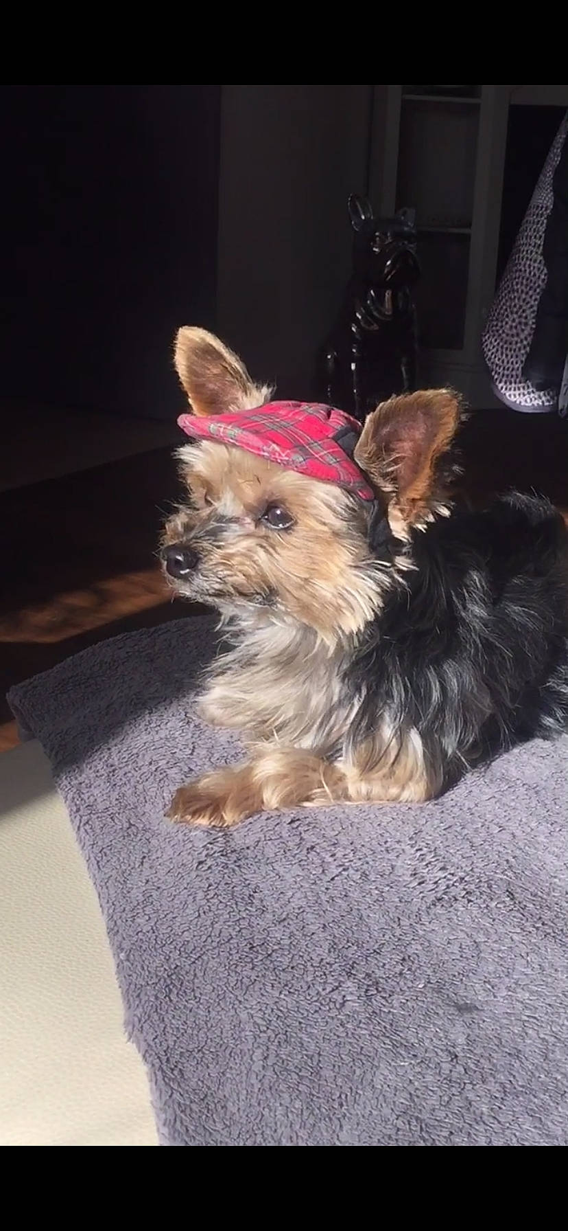 Fidji participe au concours pour gagner de l'argent avec cette photo : australian_silky_terrier, australian_terrier, biewer_terrier, canidae, carnivore, companion_dog, dog, dog_breed, maltepoo, mammal, morkie, norwich_terrier, puppy, rare_breed_dog, small_terrier, terrier, toy_dog, vertebrate, yorkipoo, yorkshire_terrier