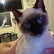 Mufasa joined the competition — help win amazing prizes! cat, siamese_cat, blue_eyes, close_up, indoor, person_hand, tv, painting, clown_mask, wall_art, furniture, table, light, curtain, animal, pet, domestic_animal, portrait, face, ears