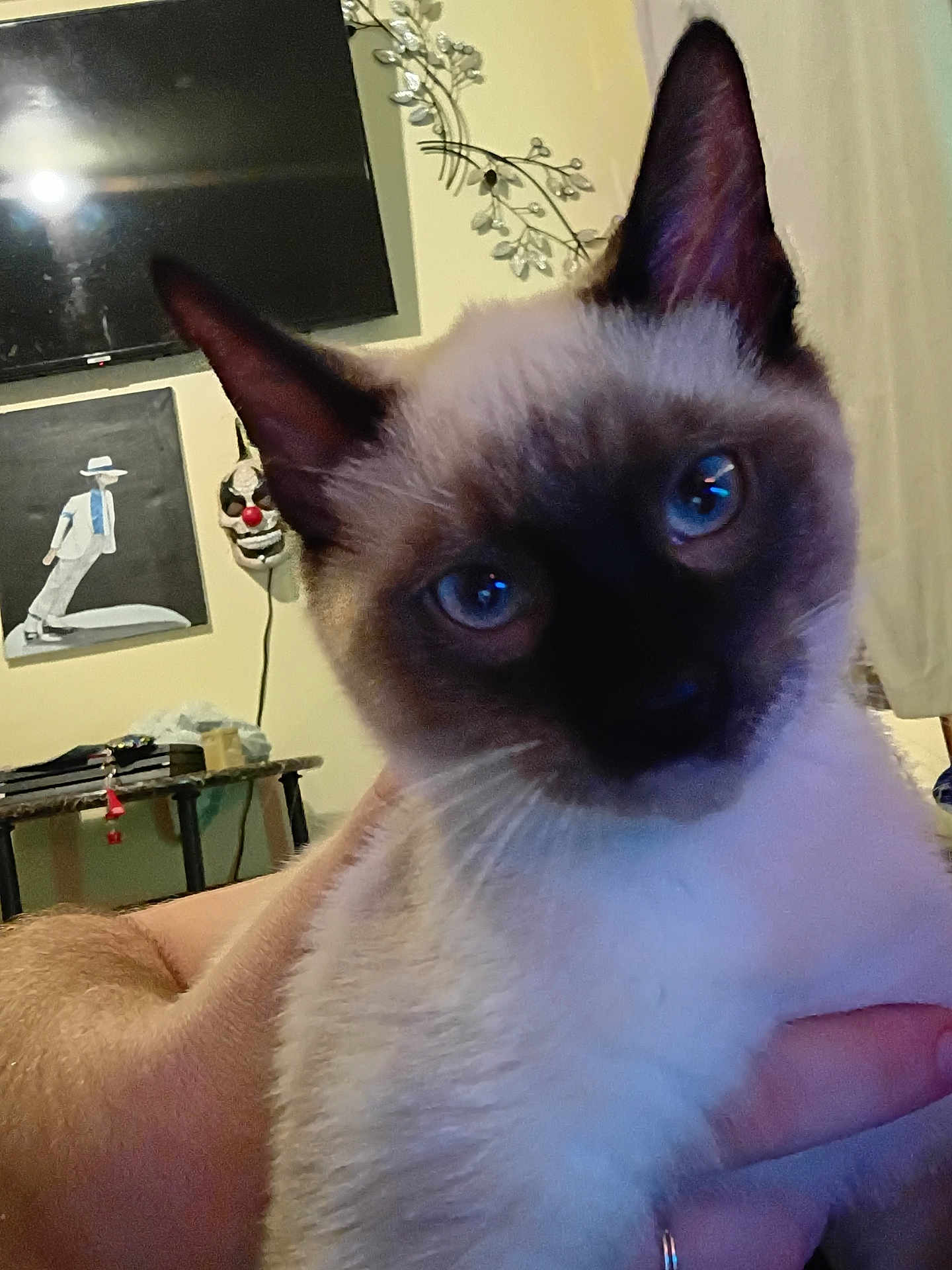 Mufasa joined the competition — help win amazing prizes! cat, siamese_cat, blue_eyes, close_up, indoor, person_hand, tv, painting, clown_mask, wall_art, furniture, table, light, curtain, animal, pet, domestic_animal, portrait, face, ears