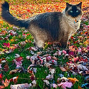 George is registered to the contest to win money with this photo: cat, siamese_cat, blue_eyes, fluffy, tail, autumn, fall_leaves, grass, outdoor, nature, pet, animal, feline, portrait, colorful, seasonal, leaf_litter, sunlight, collar, cute