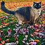 cat, siamese_cat, blue_eyes, fluffy, tail, autumn, fall_leaves, grass, outdoor, nature, pet, animal, feline, portrait, colorful, seasonal, leaf_litter, sunlight, collar, cute
