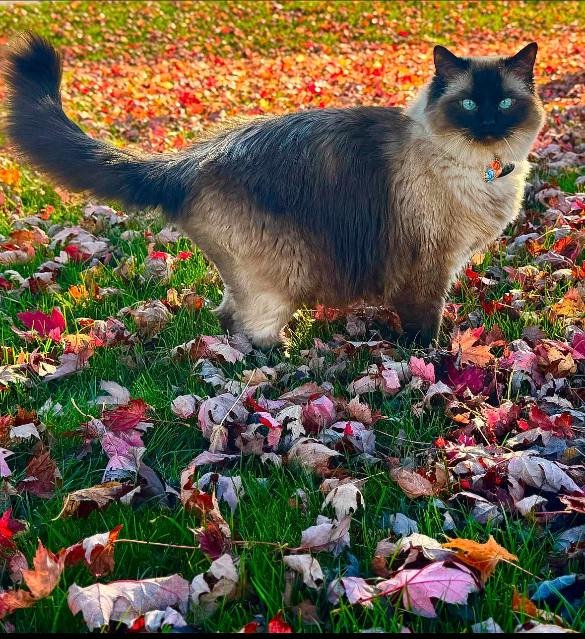 George
