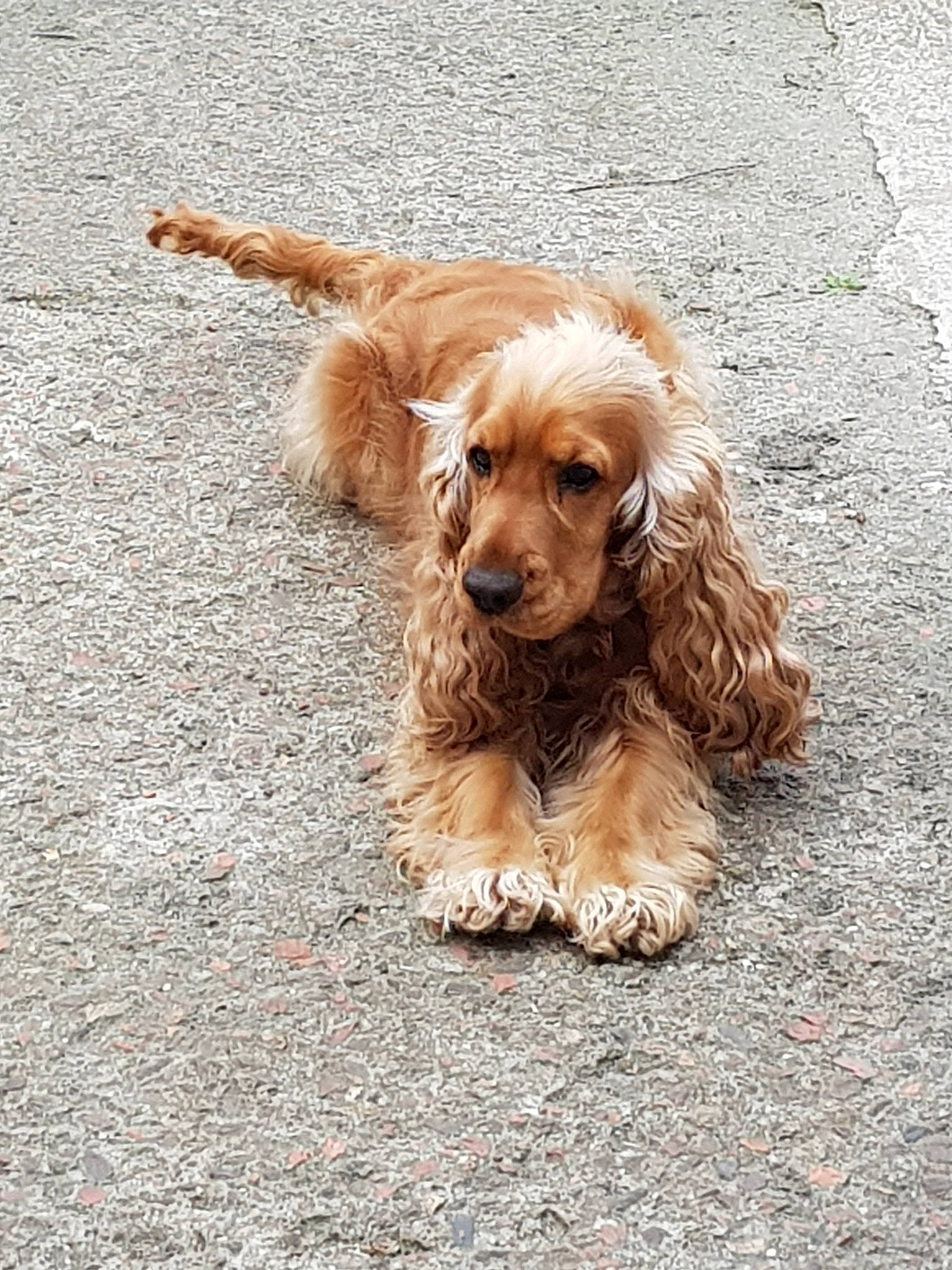 Nylson a rejoint le concours — aidez-le/la à gagner de superbes lots ! american_cocker_spaniel, canidae, carnivore, cocker_spaniel, companion_dog, dog, dog_breed, english_cocker_spaniel, fawn, field_spaniel, mammal, puppy, rare_breed_dog, russian_spaniel, snout, spaniel, sporting_group, sussex_spaniel, vertebrate