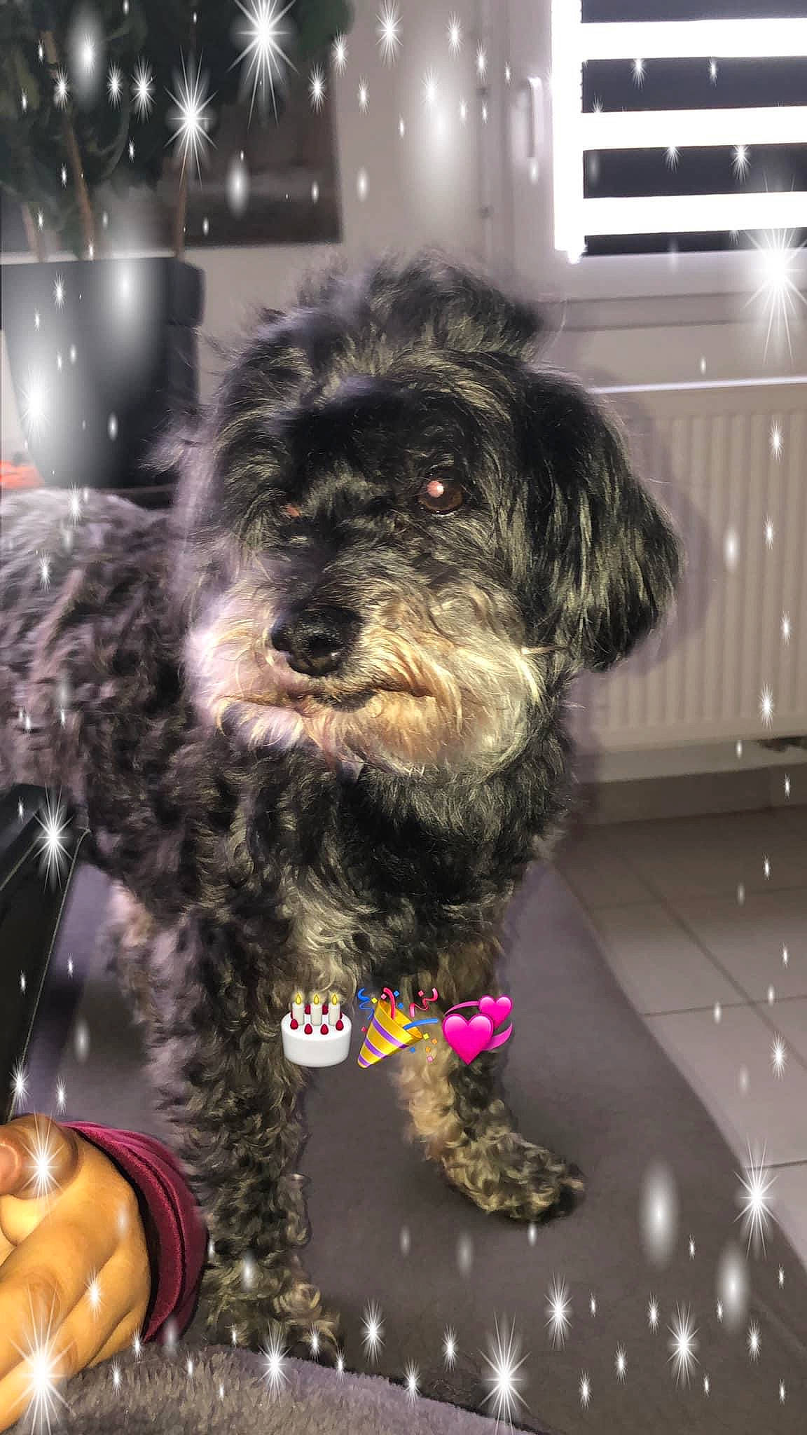 Bandy participe au concours pour gagner de l'argent avec cette photo : carnivore, cockapoo, companion_dog, dog, dog_breed, fur, labradoodle, liver, poodle_crossbreed, puppy_love, schnauzer, small_terrier, snout, sporting_group, tableware, terrier, toy_dog, water_dog, working_animal, yorkipoo