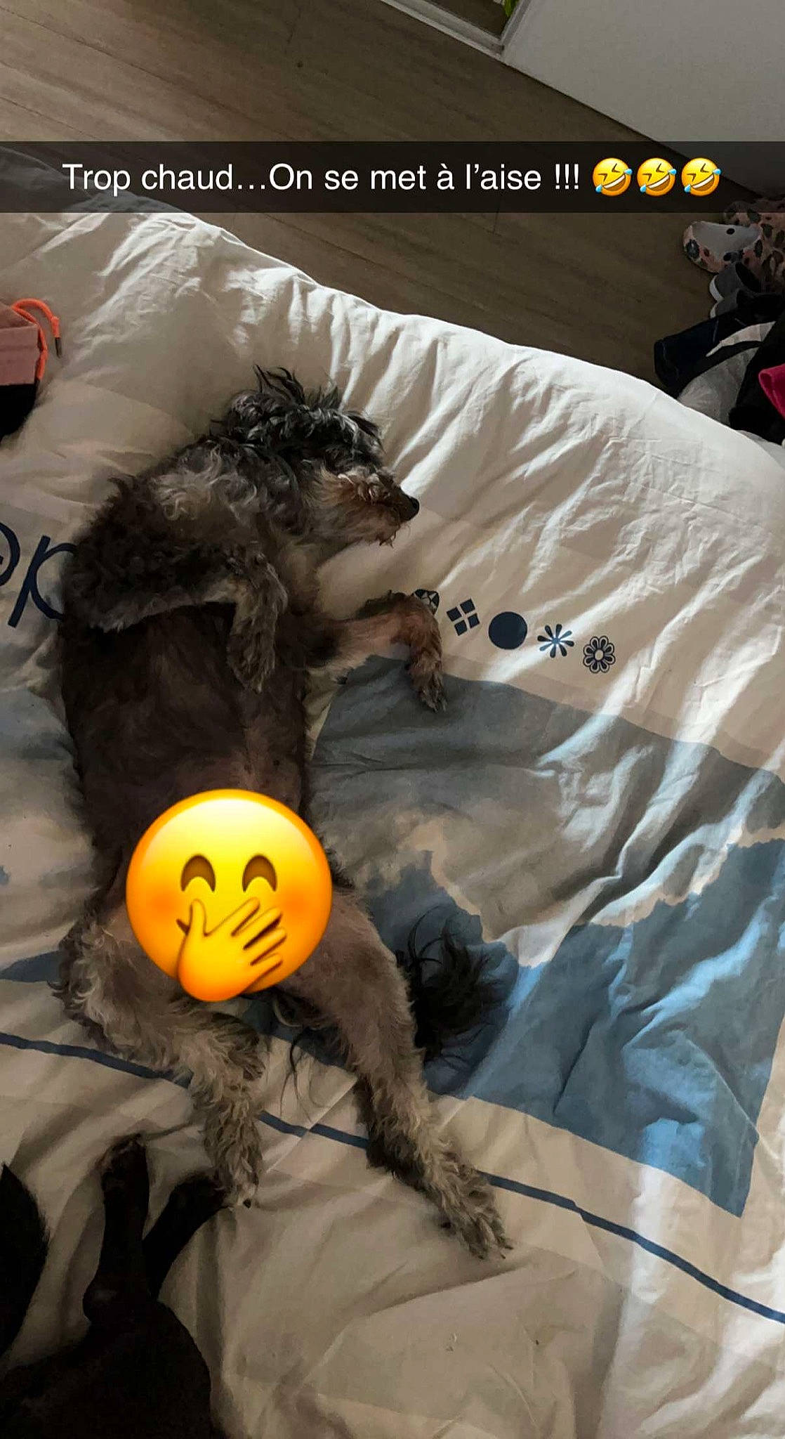 Bandy a rejoint le concours — aidez-le/la à gagner de superbes lots ! calabaza, canidae, font, fur, grey, jack_o_lantern, linens, mammal, orange, pumpkin, room, sleeve, sporting_group, stuffed_toy, teddy_bear, textile, toy, trick_or_treat, vegetable, winter_squash