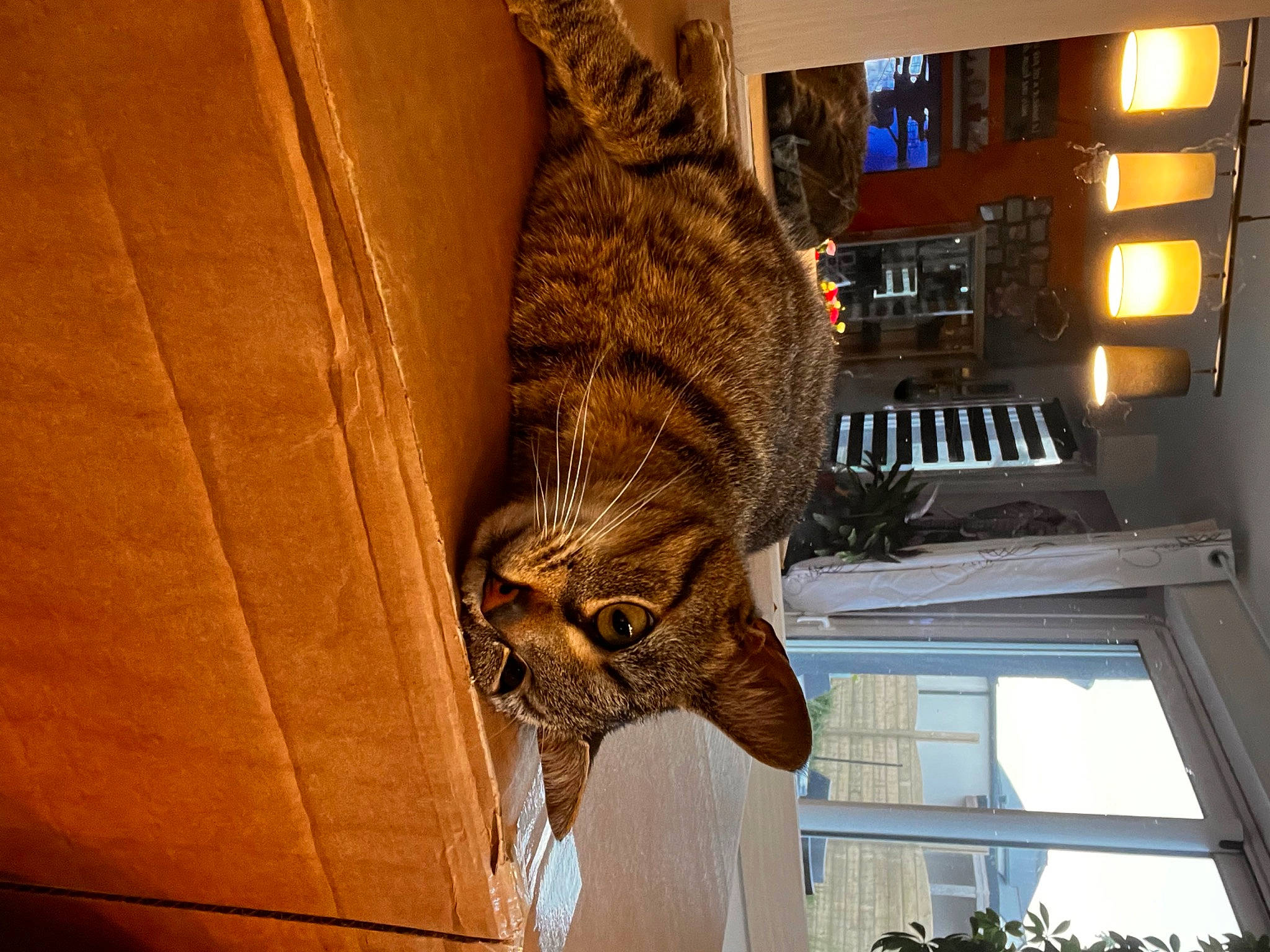 Néon a rejoint le concours — aidez-le/la à gagner de superbes lots ! art, big_cats, building, carnivore, cat, claw, domestic_short_haired_cat, fawn, felidae, fur, house, small_to_medium_sized_cats, snout, sporting_group, tail, terrestrial_animal, tree, whiskers, window, wood