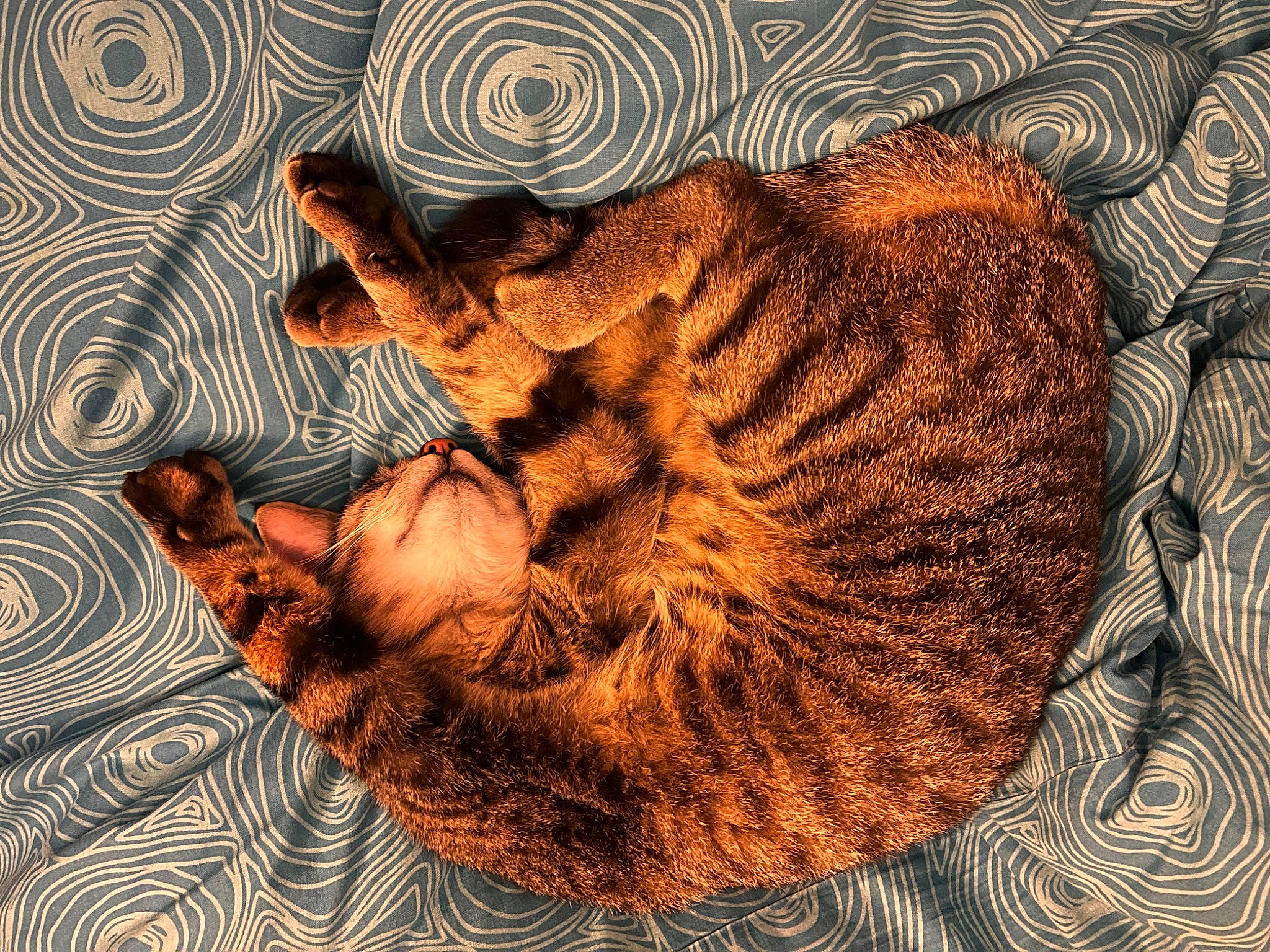 Néon a rejoint le concours — aidez-le/la à gagner de superbes lots ! art, big_cats, canidae, carnivore, cat, cat_bed, claw, comfort, domestic_short_haired_cat, fawn, felidae, organism, paw, small_to_medium_sized_cats, snout, tail, terrestrial_animal, textile, whiskers, wood