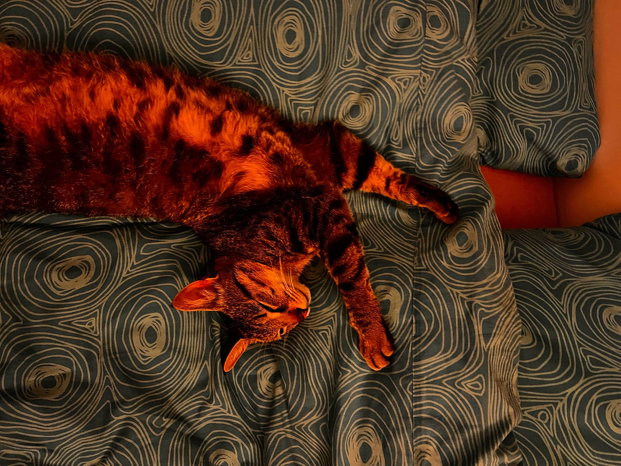 Néon a rejoint le concours — aidez-le/la à gagner de superbes lots ! art, big_cats, carnivore, cat, comfort, felidae, flooring, fur, illustration, orange, pattern, siberian_tiger, small_to_medium_sized_cats, snout, tail, terrestrial_animal, textile, tiger, whiskers, wildlife