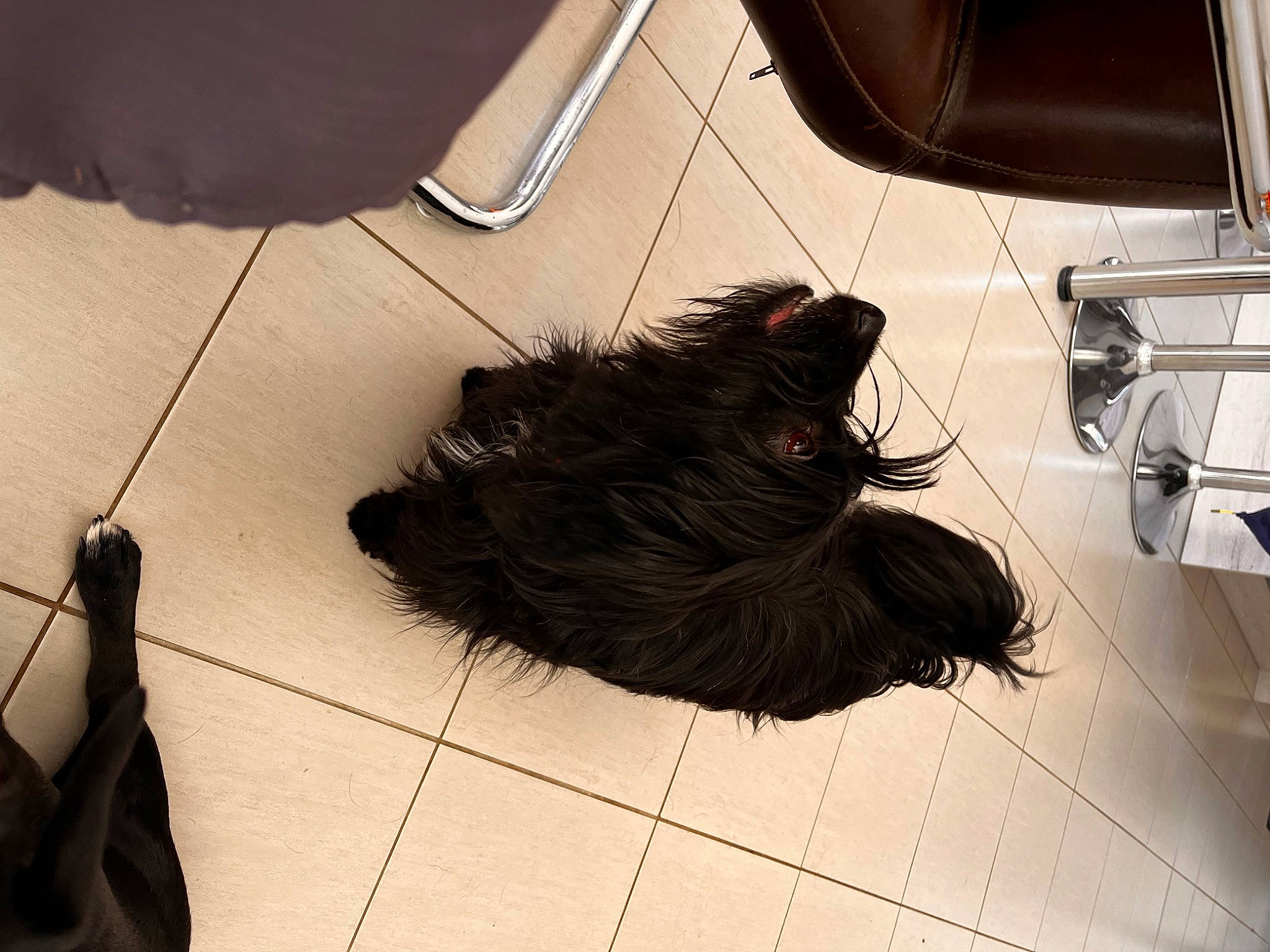 Roxy a rejoint le concours — aidez-le/la à gagner de superbes lots ! automotive_tire, carnivore, companion_dog, dog, dog_breed, fashion_accessory, floor, flooring, fur, hardwood, household_cleaning_supply, human_leg, laminate_flooring, room, shadow, tail, tile, tints_and_shades, vehicle_door, wood