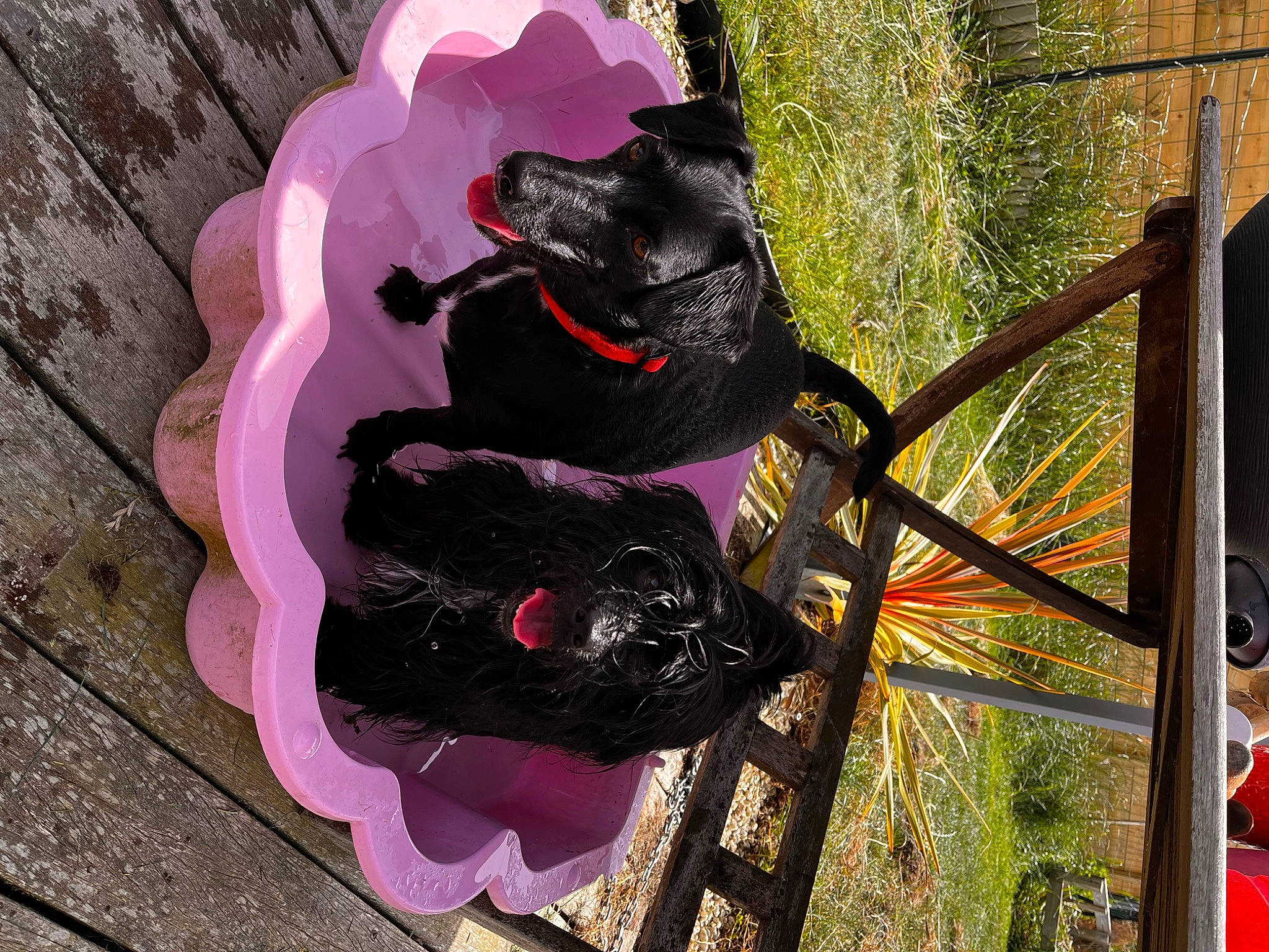 Roxy participe au concours pour gagner de l'argent avec cette photo : art, canidae, carmine, carnivore, collar, dog, dog_breed, dog_collar, dog_supply, fashion_accessory, leash, magenta, pet_supply, plant, purple, sporting_group, tail, tree, violet, wood