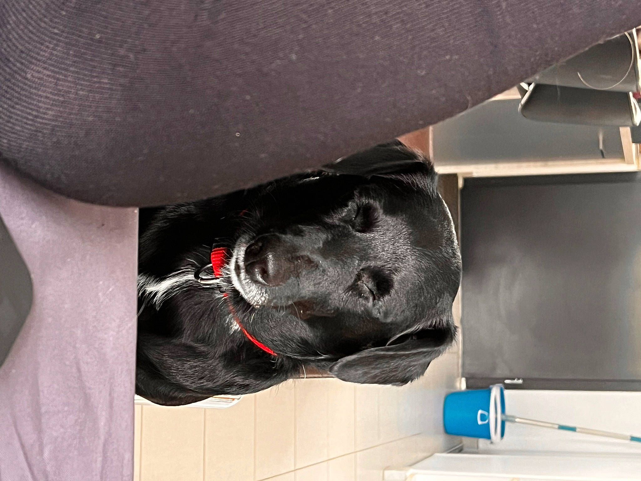 Poppy a rejoint le concours — aidez-le/la à gagner de superbes lots ! auto_part, automotive_design, automotive_exterior, automotive_tire, automotive_wheel_system, bumper, carnivore, dog, dog_breed, elbow, gesture, grey, helmet, human_leg, personal_protective_equipment, snout, sporting_group, tire, vehicle, vehicle_door