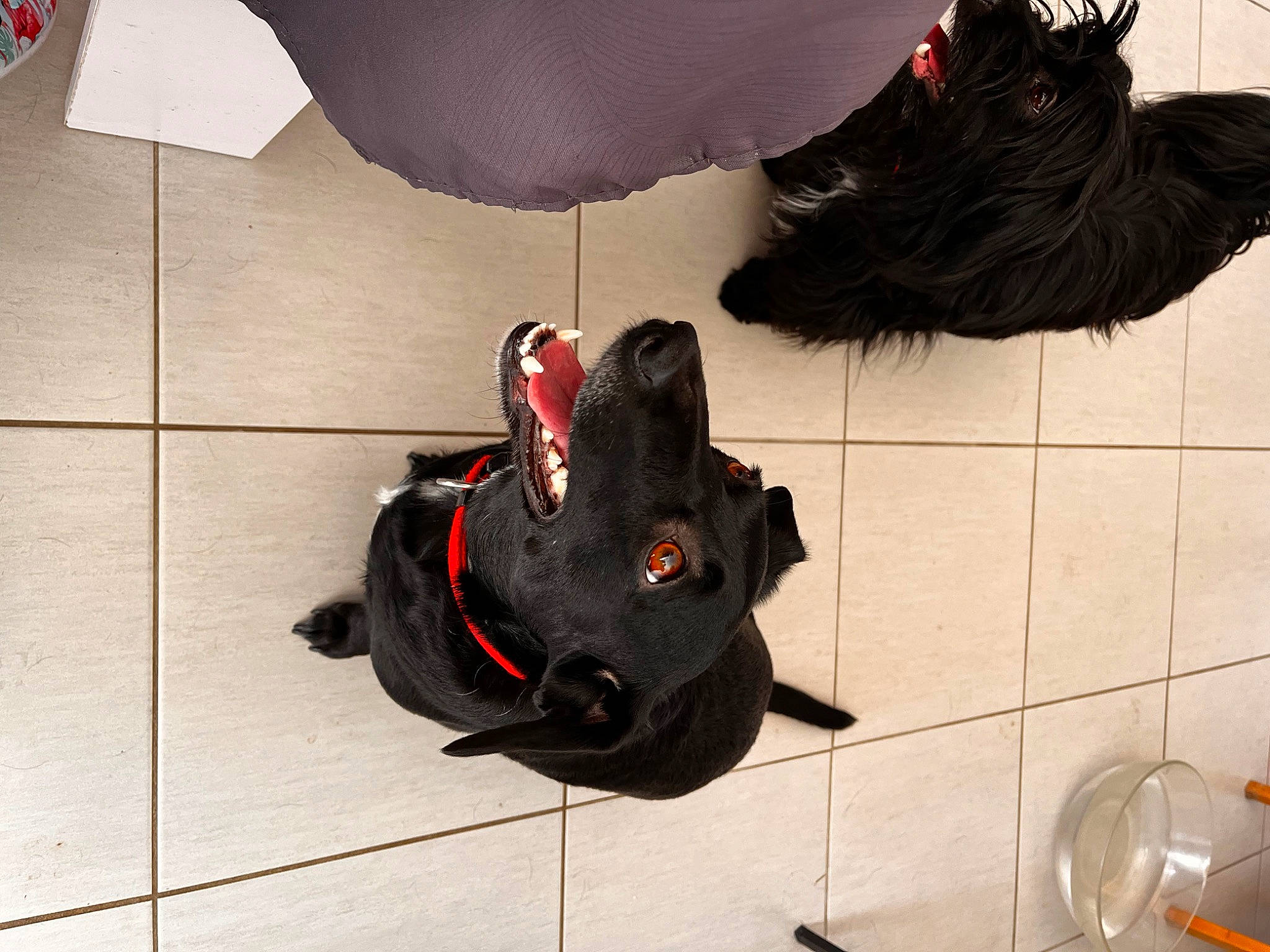 Poppy a rejoint le concours — aidez-le/la à gagner de superbes lots ! bag, black, canidae, carmine, coquelicot, dog_breed, fashion_accessory, flooring, fur, gas, grey, hat, luggage_and_bags, personal_protective_equipment, pet_supply, room, sporting_group, visual_arts