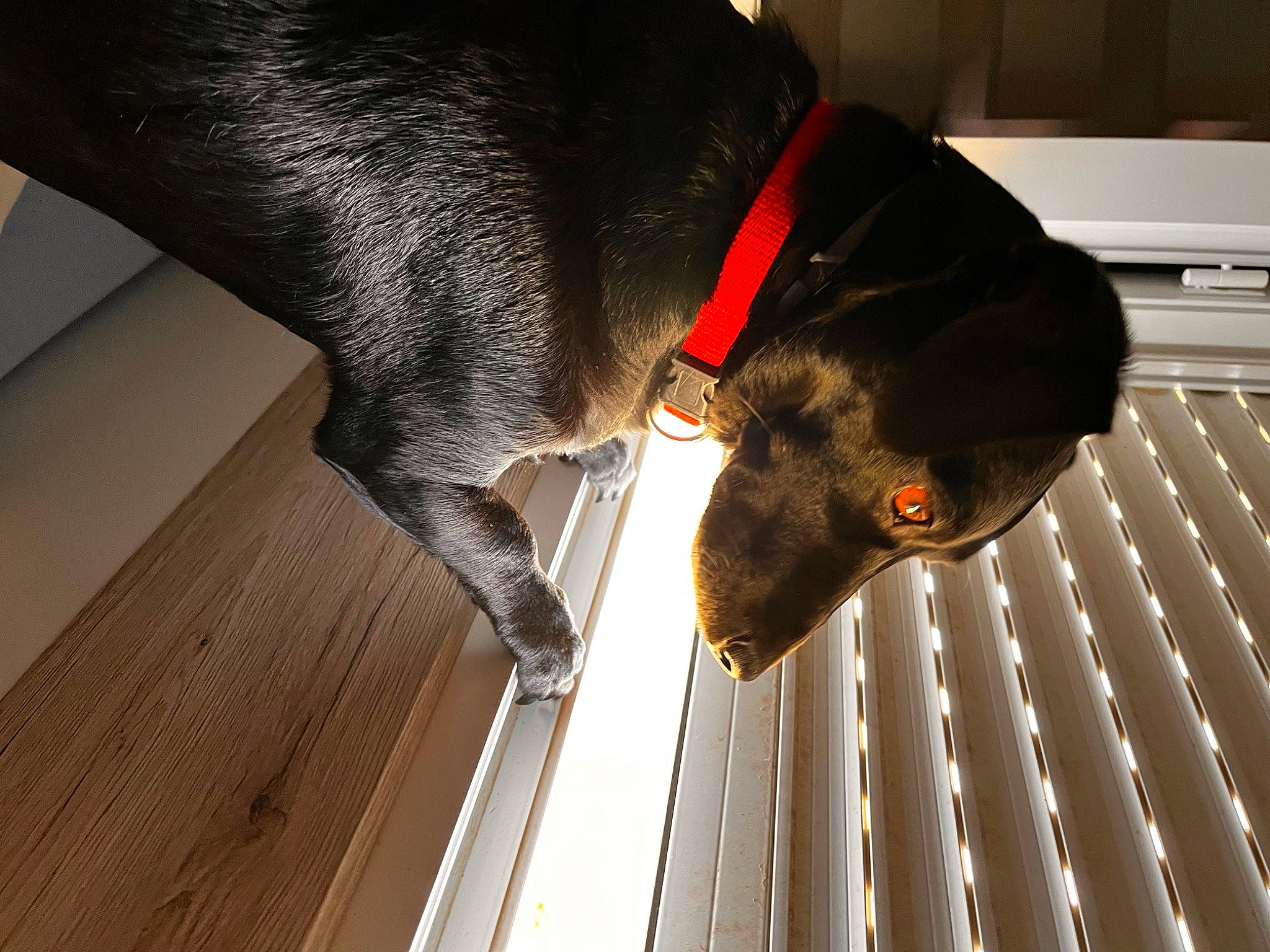 Poppy participe au concours pour gagner de l'argent avec cette photo : carnivore, collar, comfort, companion_dog, computer_keyboard, dobermann, dog, dog_breed, dog_collar, dog_supply, ear, fawn, kitchen_appliance, liver, pet_supply, snout, sporting_group, tail, wood, working_animal