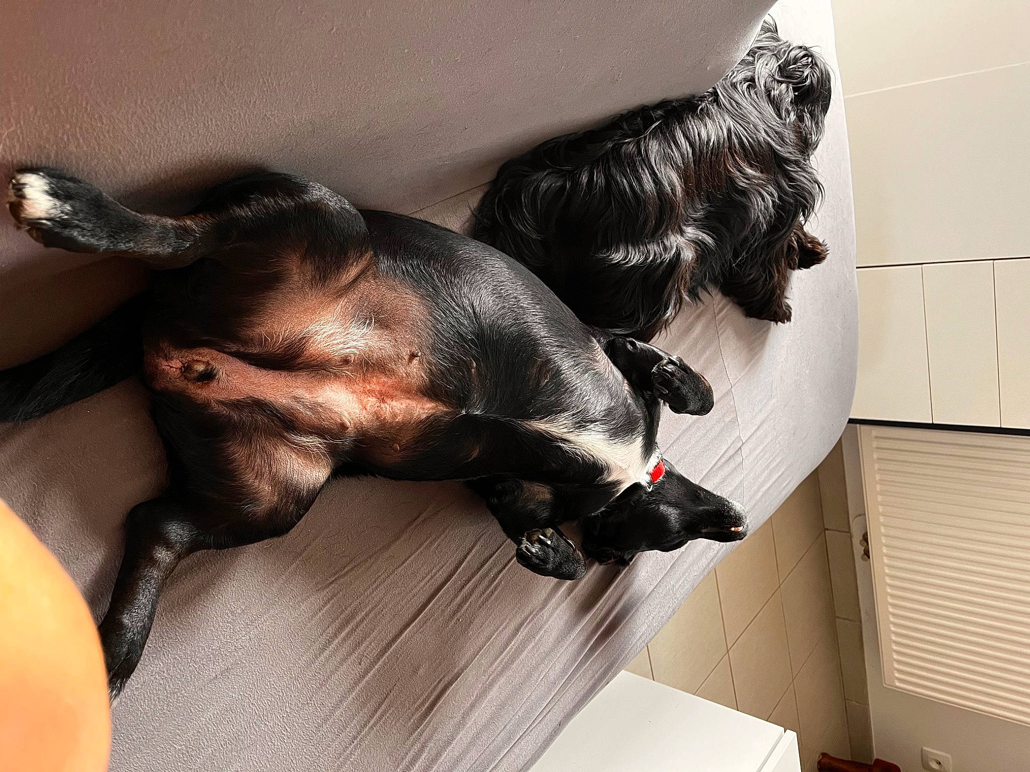 Poppy a rejoint le concours — aidez-le/la à gagner de superbes lots ! canidae, carnivore, comfort, companion_dog, dog, dog_breed, ear, fawn, flooring, fur, head, liver, paw, snout, sporting_group, tail, toy, toy_dog, whiskers, working_animal