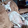 Mommas is registered to the contest to win money with this photo: animal, blanket, brown_couch, canine, collar, comfortable, couch, cozy, dog, domestic_animal, furniture, house, indoor, lazy, living_room, lounging, pet, relaxed, resting, white_dog