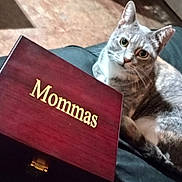 Mommas joined the competition — help win amazing prizes! animal, box, cat, closeup, curious, domestic_animal, eyes, feline, fur, furniture, gold_text, gray_tabby, home, indoor, label, pet, relaxed, sitting, whiskers, wooden_box