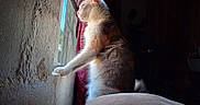 Mouzerz is registered to the contest to win money with this photo: animal, cat, curious, curtain, domestic_cat, feline, fur, home, indoor, light, looking_out, paw, pet, quiet, resting, shadow, side_view, soft_light, wall, window