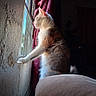 animal, cat, curious, curtain, domestic_cat, feline, fur, home, indoor, light, looking_out, paw, pet, quiet, resting, shadow, side_view, soft_light, wall, window