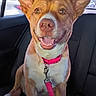 animal, backseat, brown, canine, car, closeup, collar, daylight, dog, domestic_animal, ears, happy, leash, pet, seat, sitting, smiling, tongue, white, window