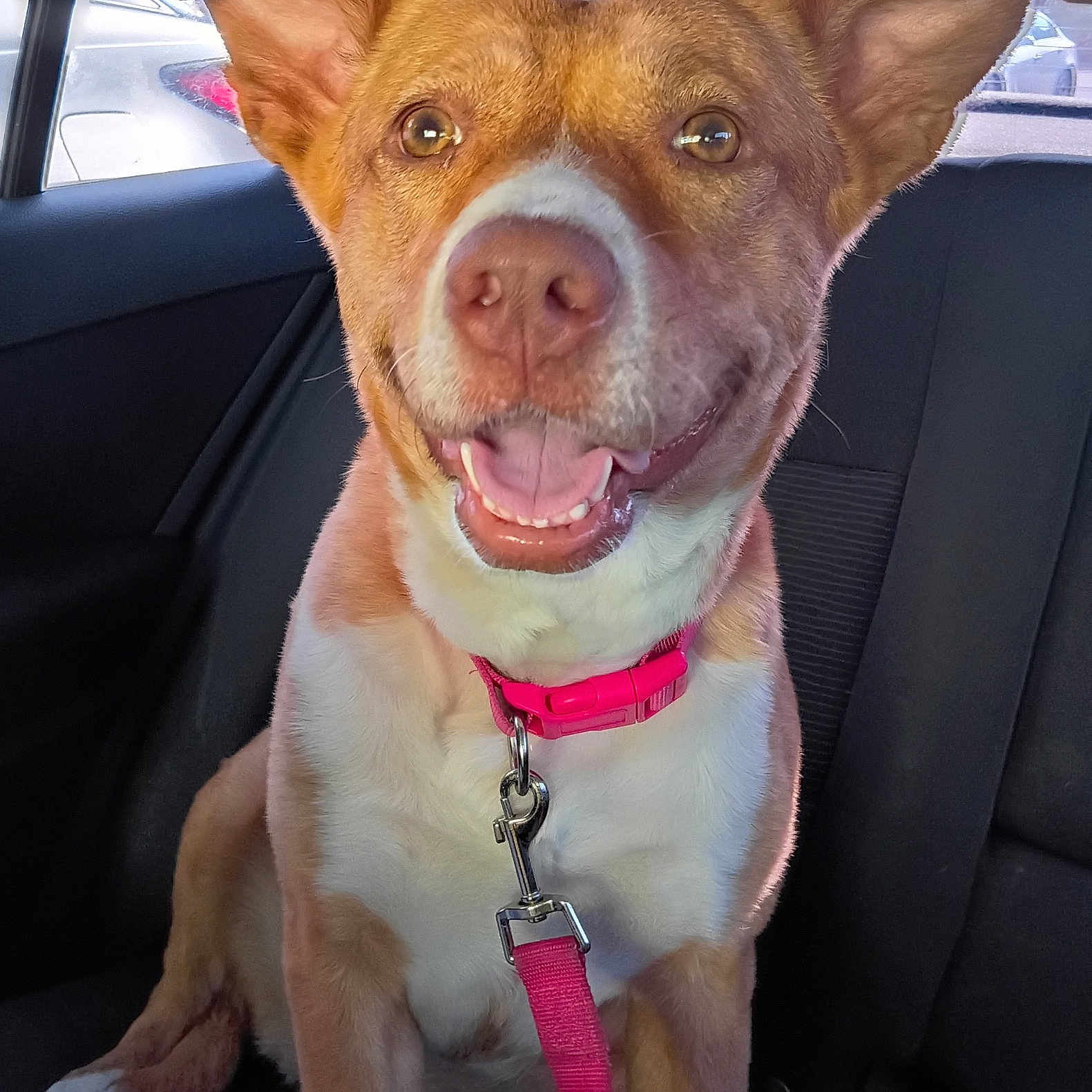 Bella Donna is registered to the contest to win money with this photo: animal, backseat, brown, canine, car, closeup, collar, daylight, dog, domestic_animal, ears, happy, leash, pet, seat, sitting, smiling, tongue, white, window